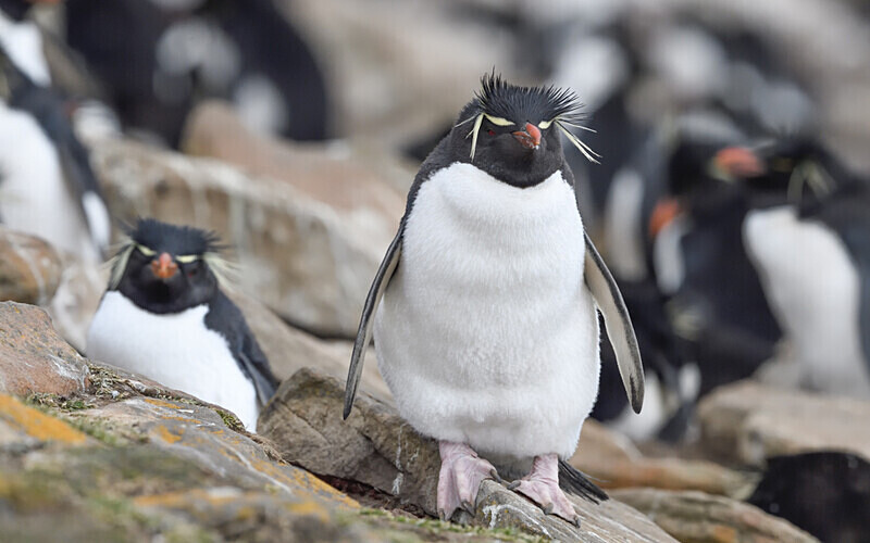  - Ushuaïa Malvinas South Georgia Antartica Peninsula