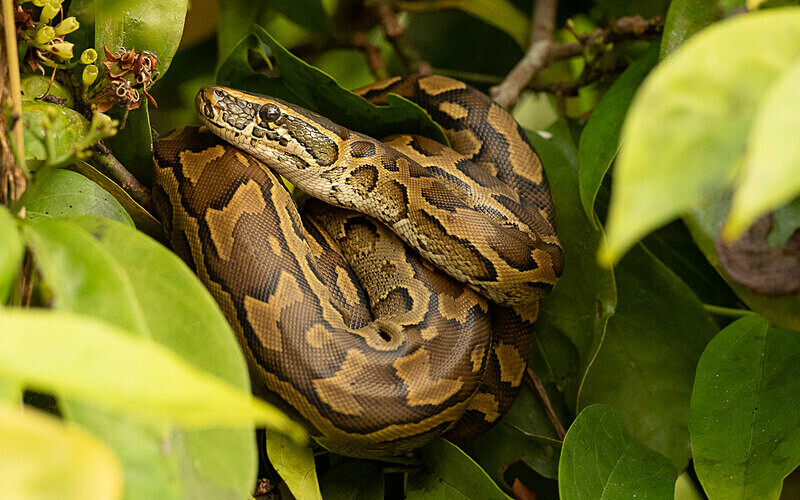 Python - Loango national park (Gabon 2024)