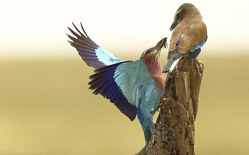 Lilac breasted Roller feeding her chick - Serengeti N.P. and N'Gorongoro Tanzania 2018