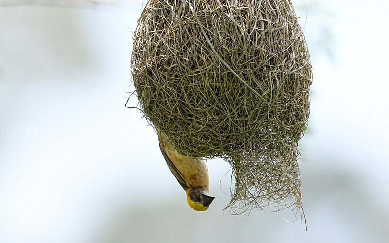 Borneo weaver and his nest - Sabah avril 2024 Borneo Malaisie