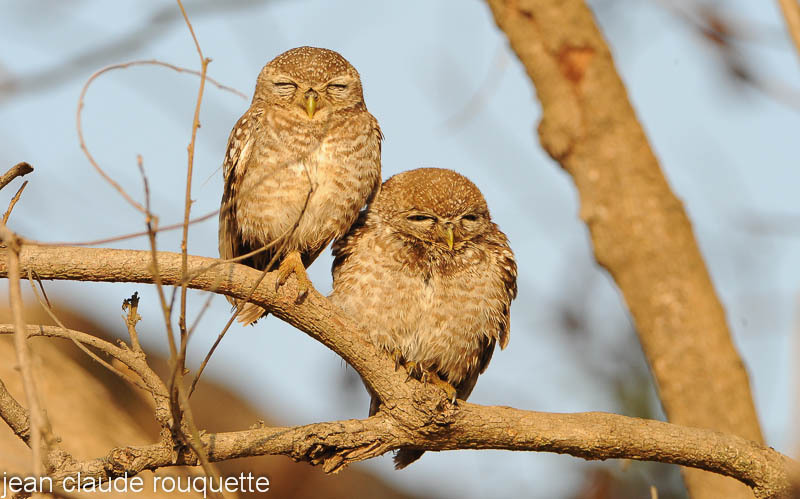 Jungle Owlets. - Kanha and Corbet national parks (India 2011)