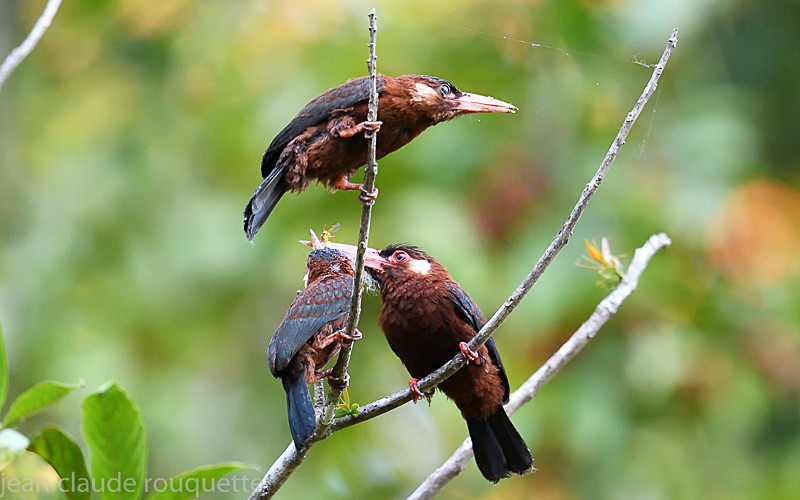 White headed jacamar - Mamiraua (brésil 2018)