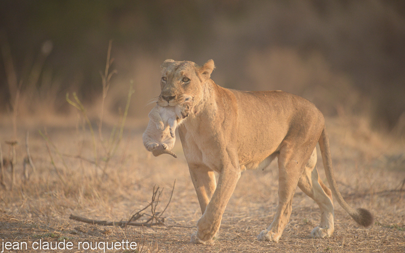 Lionnes carrying her cub - South Luangwa N.P. Zambia 2013
