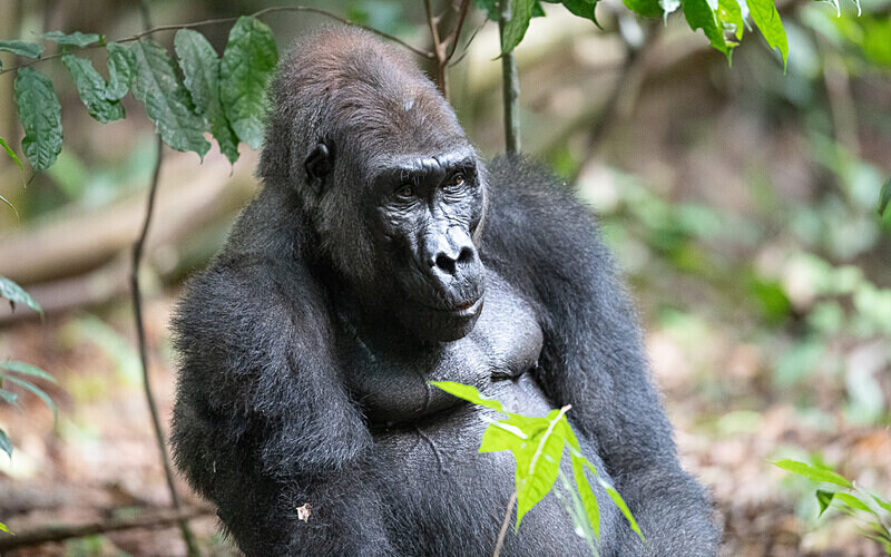 Silver back - Loango national park (Gabon 2024)