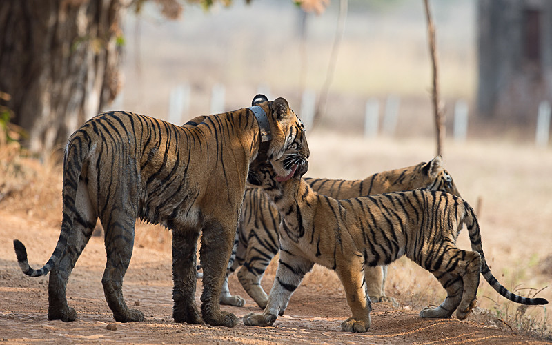  - Tadoba national park 2017