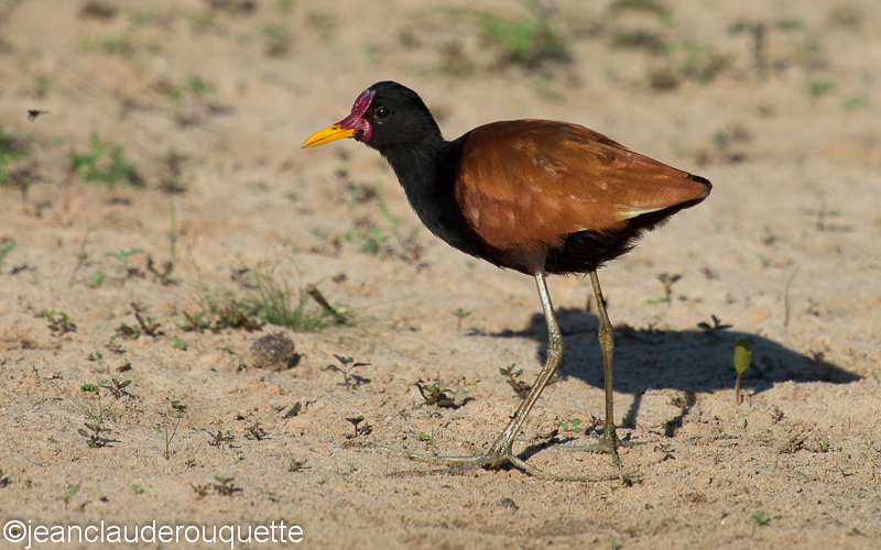 Wattled Jacana - Pantanal Brazil 2015