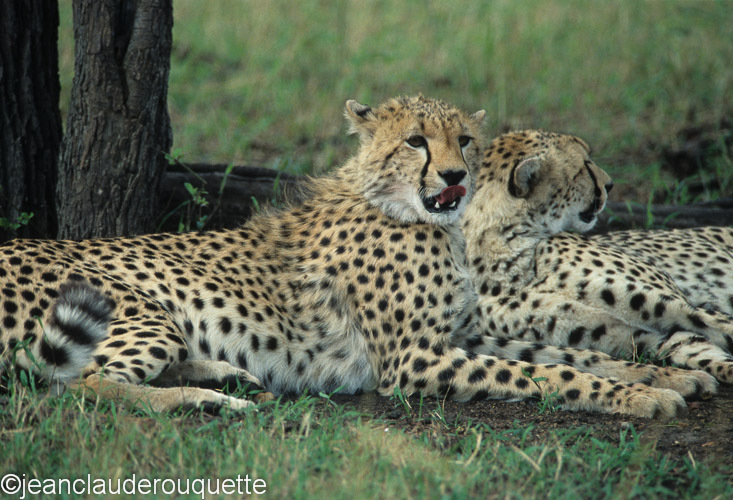 Cheetahs near the Mara river - Serengeti N.P. and N'gorongoro Tanzania 1998, 2005 and 2006
