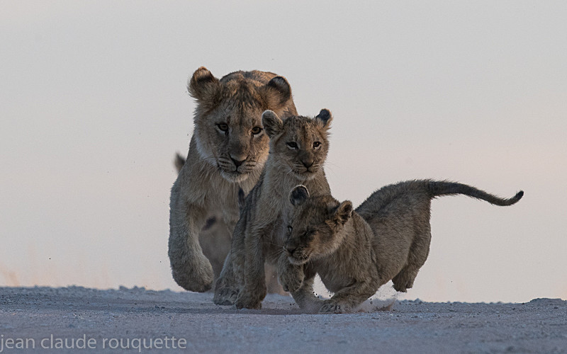  - Kgalagadi transfrontier park (2017)