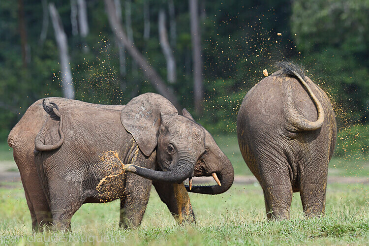  - Dzanga Sangha National Park (République Centrafricaine) 2019