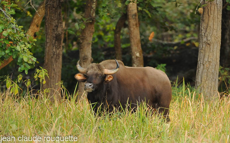 Indian bison; Gaur - Kanha NP and Bandhavgarh (India 2010)