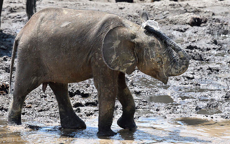  - Dzanga Sangha National Park (République Centrafricaine) 2019