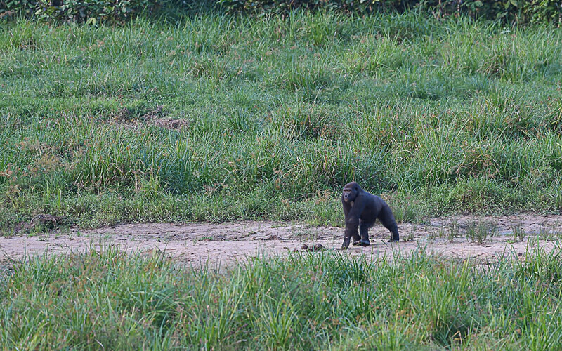 Male gorilla crossing the baï - Ivindo national park (Gabon 2024)