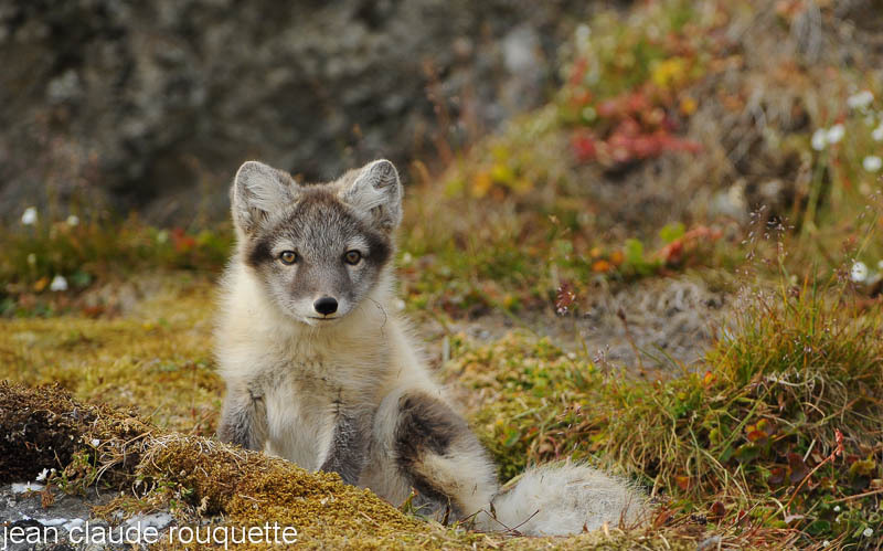 Polar fox. - Svalbard et Norvège 2011