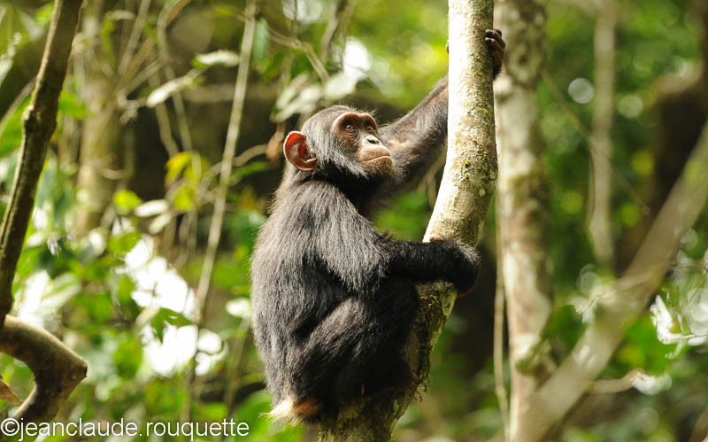 Young chimp in the tree. - Kibale N.P. Uganda 2012