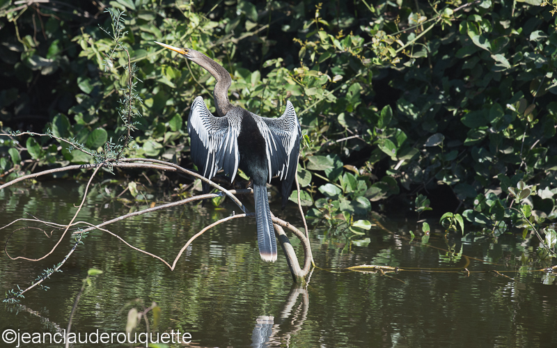 Anhinga - Pantanal Brazil 2015