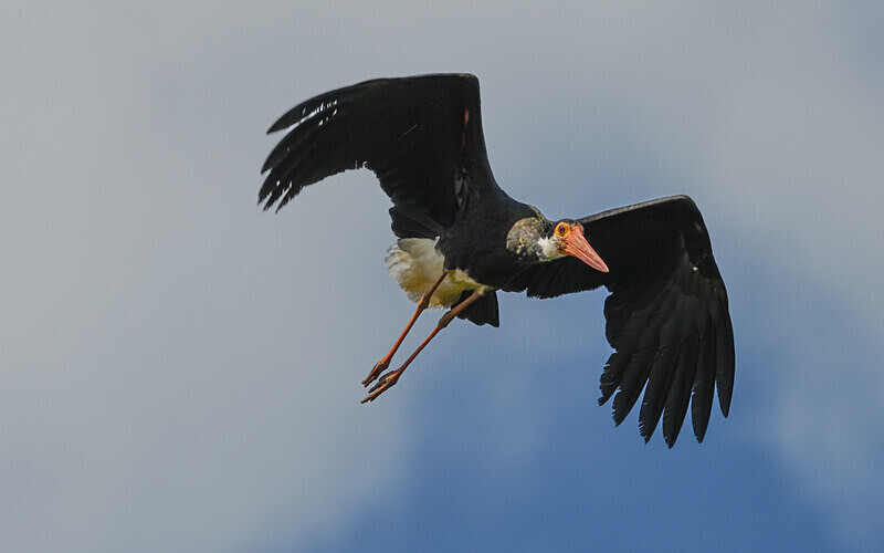 Storm's Stork - Sabah avril 2024 Borneo Malaisie