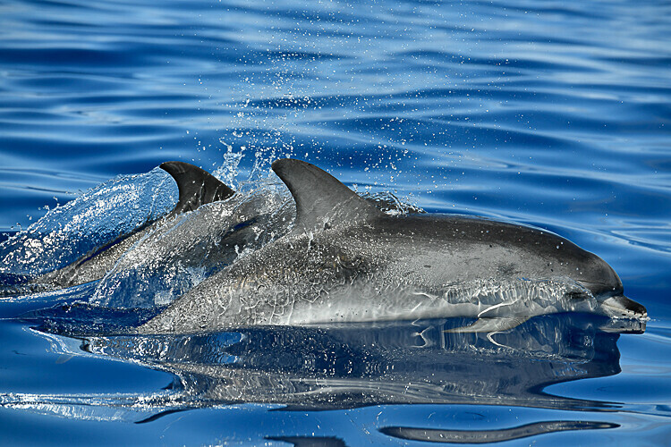 A young spotted dolphin - Açores 2020