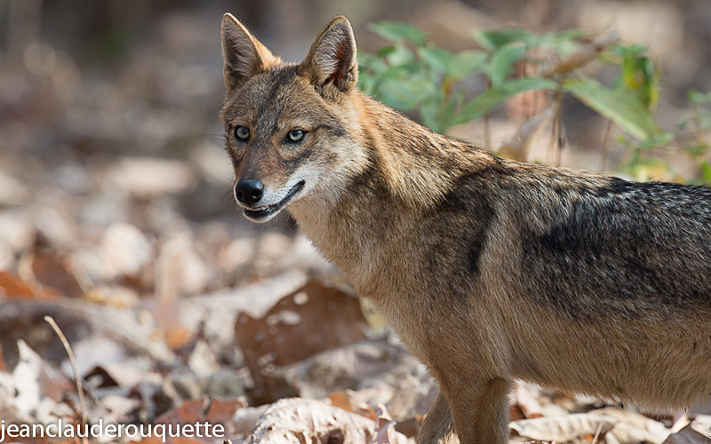Indian Jackal - Pench national park (India 2016)