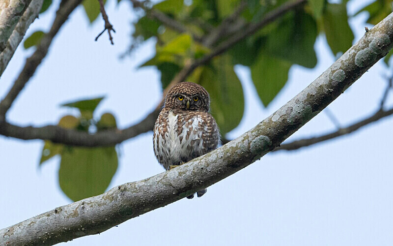Collared Owlet - Manas National Park North East India 2025