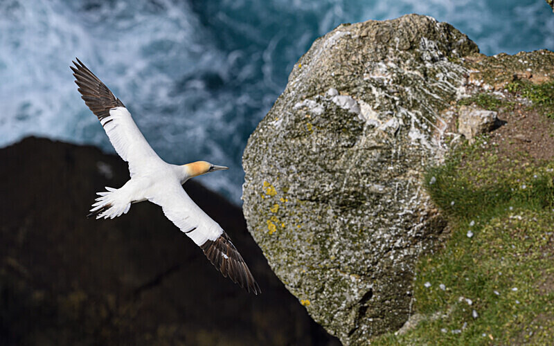 Herma Ness - Shetlands and Cairngorn national park (Scotland)