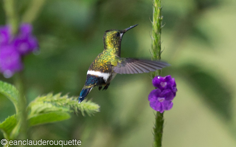 Many-spotted Hummingbird - Manu national park (Peru 2015)