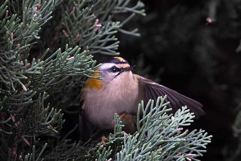  - Roitelet triplebandeau