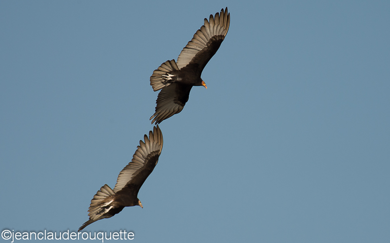 Greater yellow headed vultures - Pantanal Brazil 2015