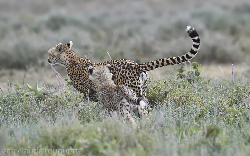  - Serengeti N.P. and N'Gorongoro Tanzania 2018