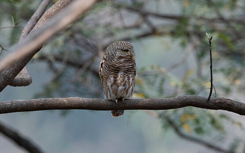 Asian Barred Owlet - Latpanchar