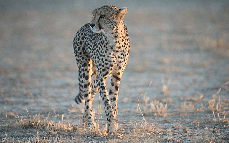  - Kgalagadi transfrontier park (2017)