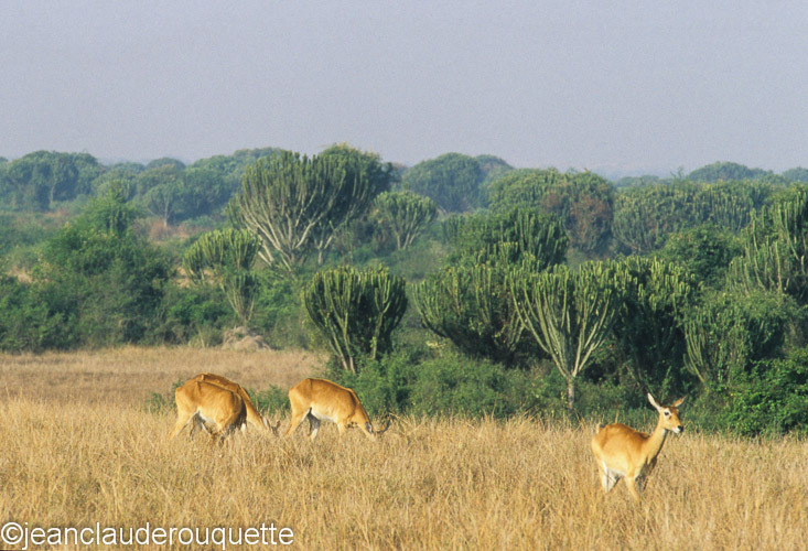 Candelabra savana - Queen Elisabeth N.P. Uganda 2012