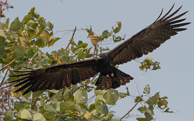 Black Eagle - Manas National Park North East India 2025