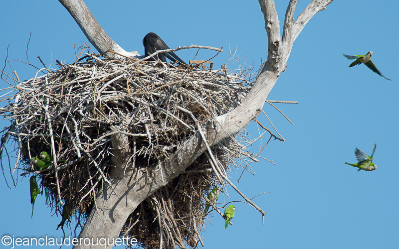 A jabiru nest and monk parakeets - Pantanal Brazil 2015
