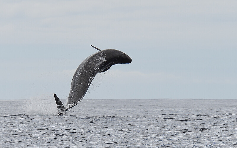 A false killer whale breaching - Açores 2020