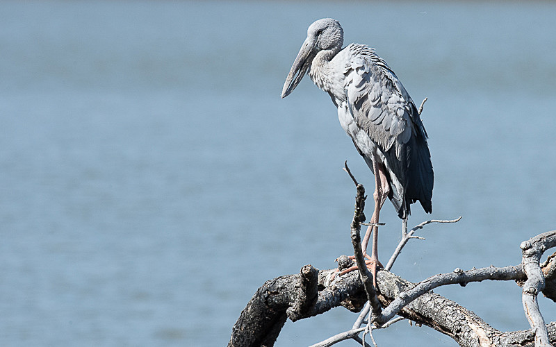 Asian Openbill - Ranthambhore 2017