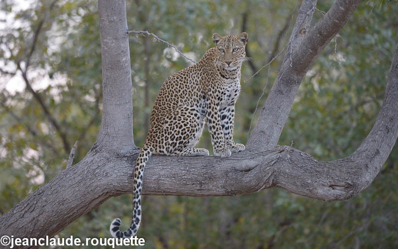 Female leopard like a rock star - South Luangwa 2014 (Zambia)
