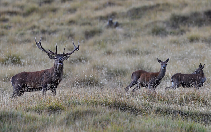 Cerf et biches - Alpes 2021-2022 Gypaètes et Cerfs
