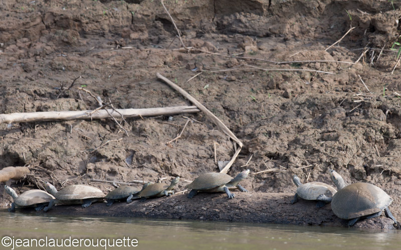  - Manu national park (Peru 2015)