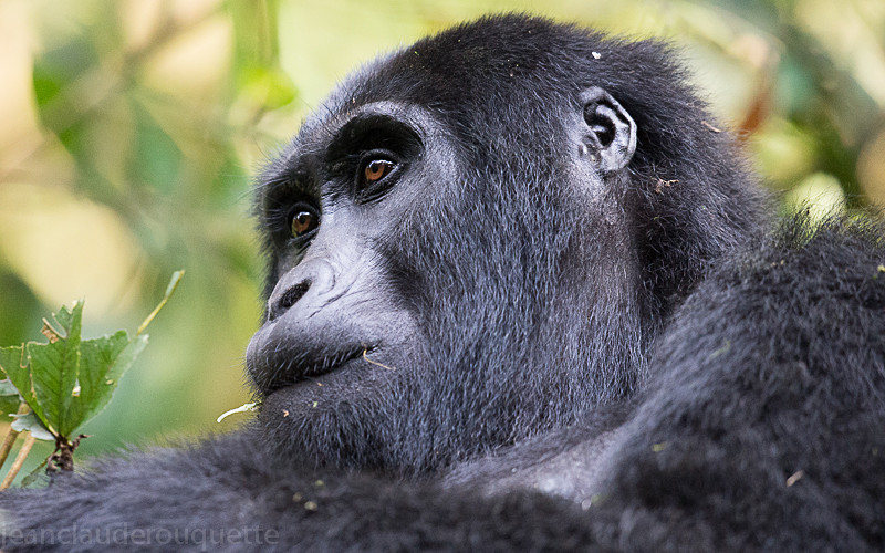 Bwindi (Nkuringo) - Uganda 2016
