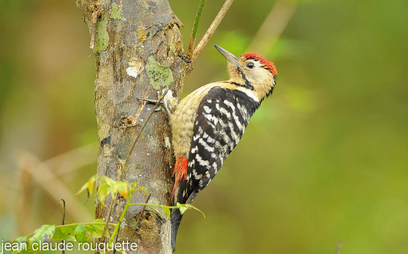 Fulvous-breasted Woodpecker. - Kanha and Corbet national parks (India 2011)