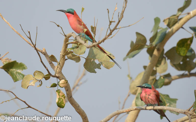 Carmine Bee- eater - South Luangwa 2014 (Zambia)