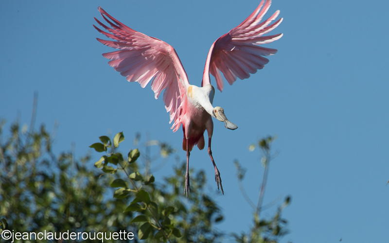 Roseate spoonbill - Pantanal Brazil 2015