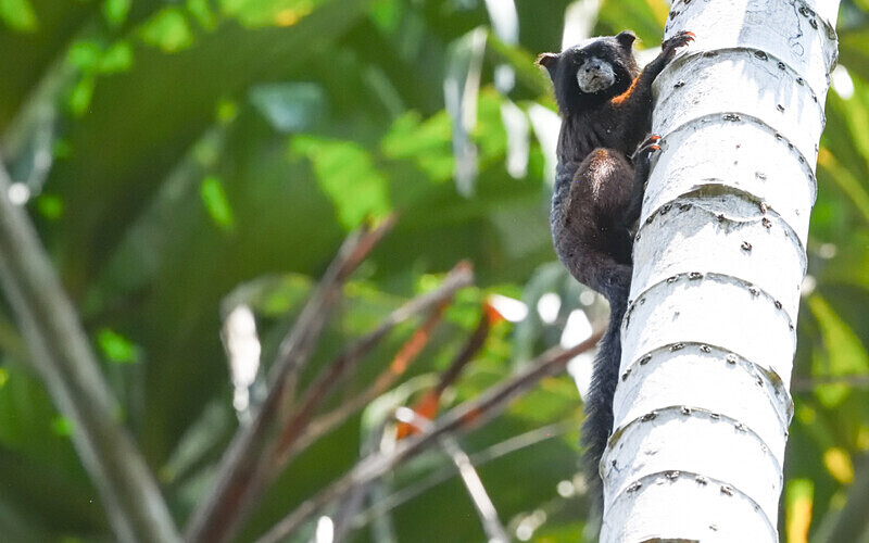 Brown -Mantled Tamarin - Pacaya Samiria Pérou 2022