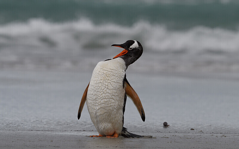  - Ushuaïa Malvinas South Georgia Antartica Peninsula