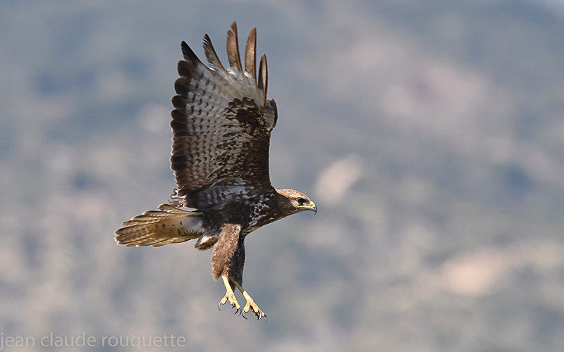 Common buzzard - Sierra de Andujar Andalucia (avril 2019)