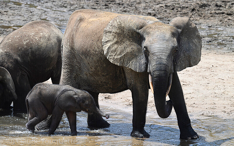  - Dzanga Sangha National Park (République Centrafricaine) 2019