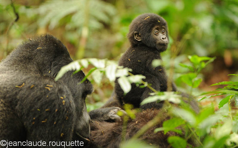 Baby mountain gorilla - Bwindi impenetrable forest Uganda 2012