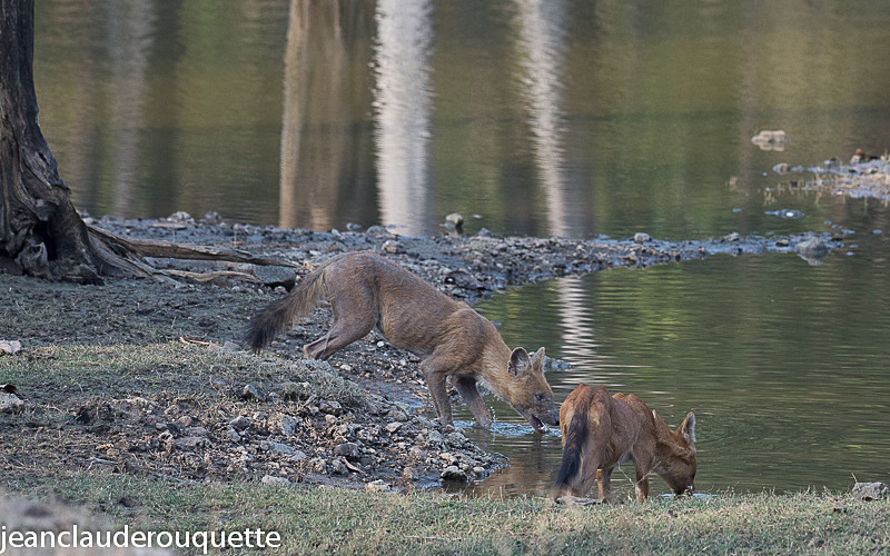 Dholes - Pench national park (India 2016)