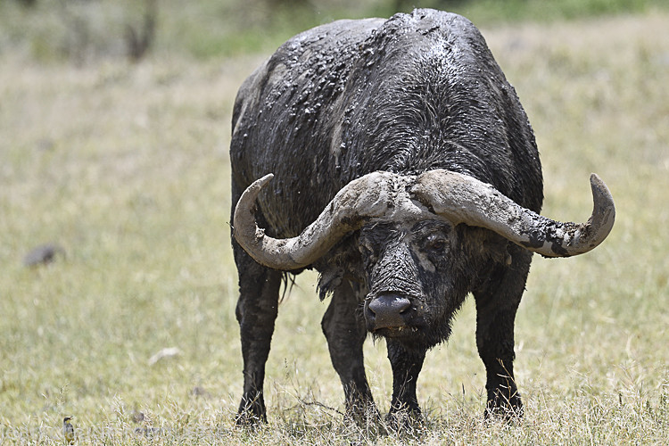 Old bull buffalo - Serengeti N.P. and N'Gorongoro Tanzania 2018