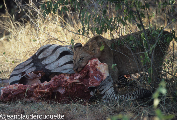 The cub is eating the zebra - Serengeti N.P. and N'gorongoro Tanzania 1998, 2005 and 2006